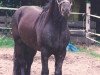 Deckhengst Waverhead Gary (Fell Pony, 1997, von Lownthwaite Gary)