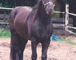 stallion Waverhead Gary (Fell Pony, 1997, from Lownthwaite Gary)