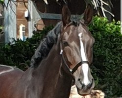 broodmare Quadriga 46 (Hanoverian, 2015, from Quantensprung 3)