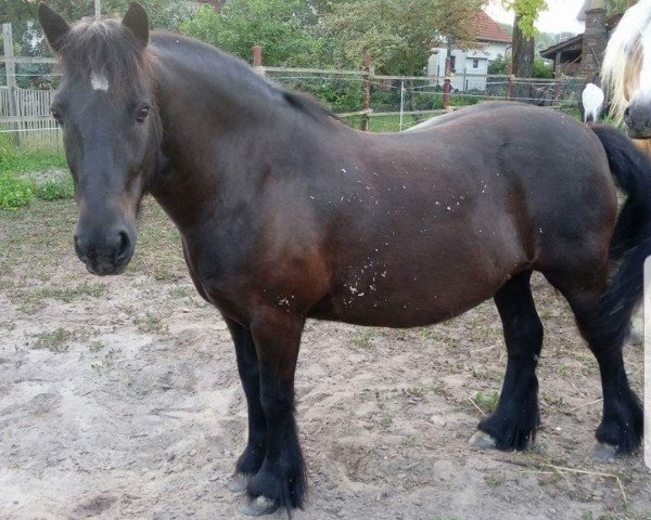 Pferd Sam (Fell Pony, 2000, von Waverhead Gary)