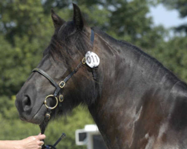 Zuchtstute Sunshine (Fell Pony, 2001, von Waverhead Gary)