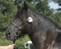 broodmare Sunshine (Fell Pony, 2001, from Waverhead Gary)