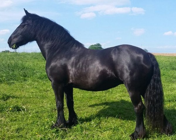 Zuchtstute Magic Stardust (Fell Pony, 2003, von Waverhead Gary)