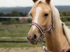 dressage horse Golden Cinderella (German Riding Pony, 2017, from Golden West NRW)