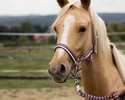 dressage horse Golden Cinderella (German Riding Pony, 2017, from Golden West NRW)