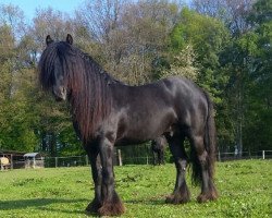 stallion Banksgate Christy (Fell Pony, 2012, from Banksgate Jackdaw)