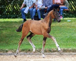 dressage horse Daylight DADP (Bavarian, 2018, from Daybreak M)