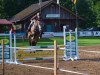 jumper Cupcake 8 (Oldenburg show jumper, 2013, from Coupe de Coeur 2)