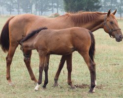 broodmare Lacrosse (Hanoverian, 2006, from Langer Jan)