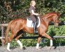 broodmare Ladylike B (Hanoverian, 2006, from Londonderry)