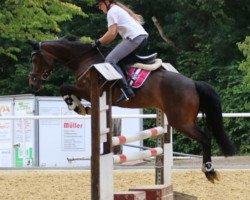 jumper Chantal K (New Forest Pony, 2010, from Magic Roses Cocktail)