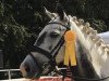 dressage horse Mica 4 (German Riding Pony, 2007, from A Gorgeous)