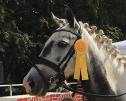 dressage horse Mica 4 (German Riding Pony, 2007, from A Gorgeous)