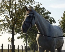 Zuchtstute Penny Lane 364 (Zangersheide Reitpferd, 2008, von Pablo van Berkenbroeck)