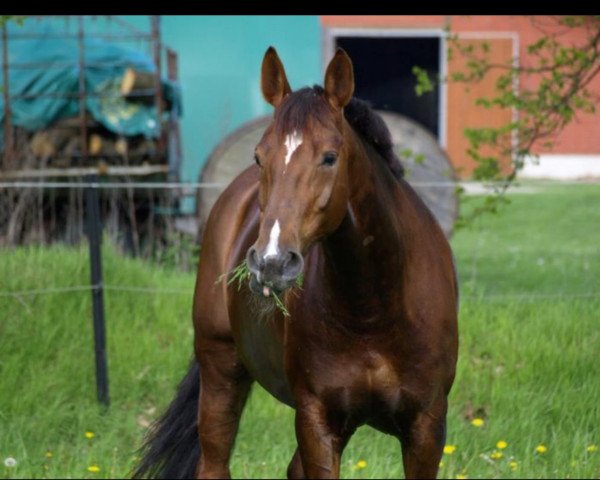 Pferd La Tizia (Alt-Oldenburger / Ostfriesen, 2001, von Europ)