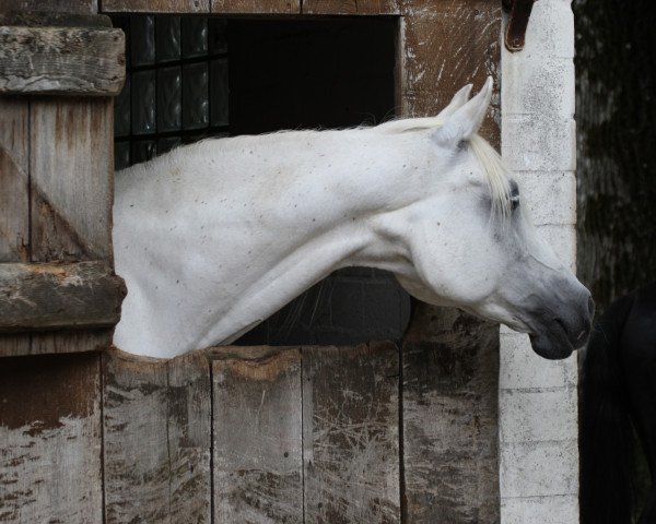 stallion Kastalia (Shagya Arabian, 1992, from Palmyro)