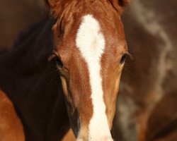 horse Hengst von Bonds / French Kiss (Oldenburger, 2019, from Bonds)