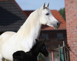 broodmare Kimara (Shagya Arabian, 2008, from Occident ShA)