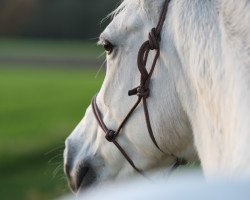 broodmare Kimara ShA (Shagya Arabian, 2008, from Occident ShA)