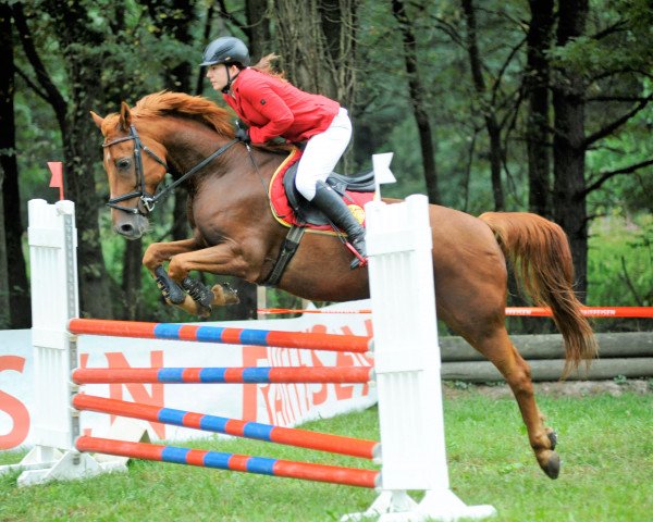 jumper Rebel Boy (Swiss Warmblood, 2003)