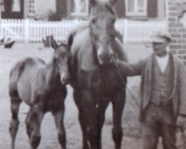 broodmare Dornspitze (Mecklenburg, 1910, from Dorn)