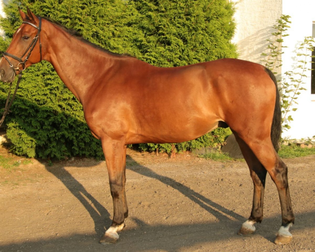 Springpferd Campino 463 (Mecklenburger, 2008, von Condor Blue)