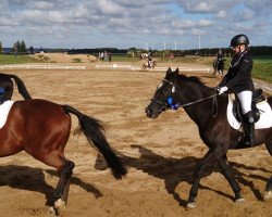 dressage horse Nizam 2 (unknown, 1994)