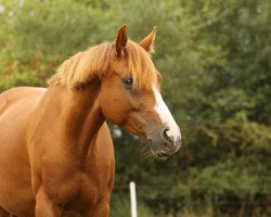 horse Baily 47 (German Riding Pony, 2011, from Beach Boy)