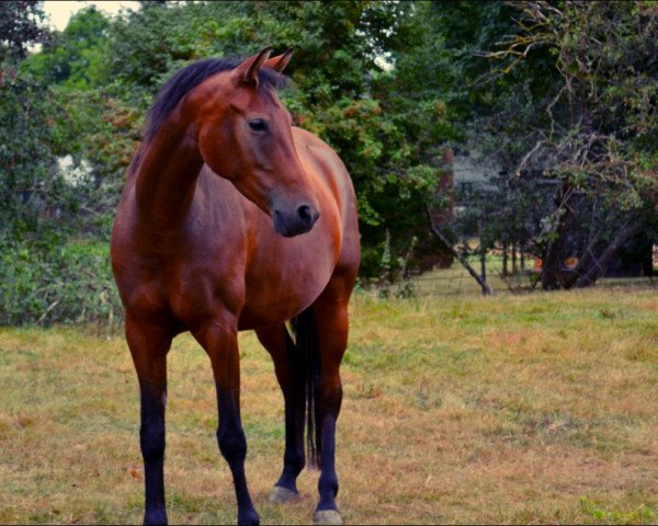 Pferd Sydney (Deutsches Reitpony, 2006, von Cyriac WE)