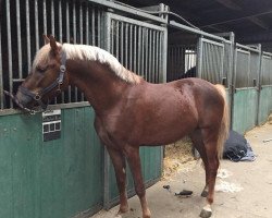 dressage horse Duke John's River (New Forest Pony, 2015, from Wicked Nightshift)