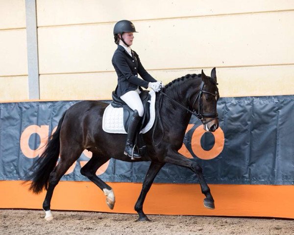 horse Duke John's Heaven (New Forest Pony, 2013, from Reekamp's Eclips)