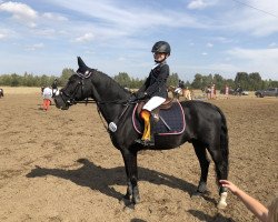 jumper Nesquick H (German Riding Pony, 2006, from Nabucco R)