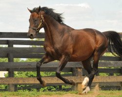 stallion Street Hero xx (Thoroughbred, 2006, from Street Cry xx)