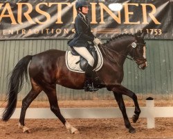 dressage horse Valeska LM (German Riding Pony, 2012, from Vivaldi)