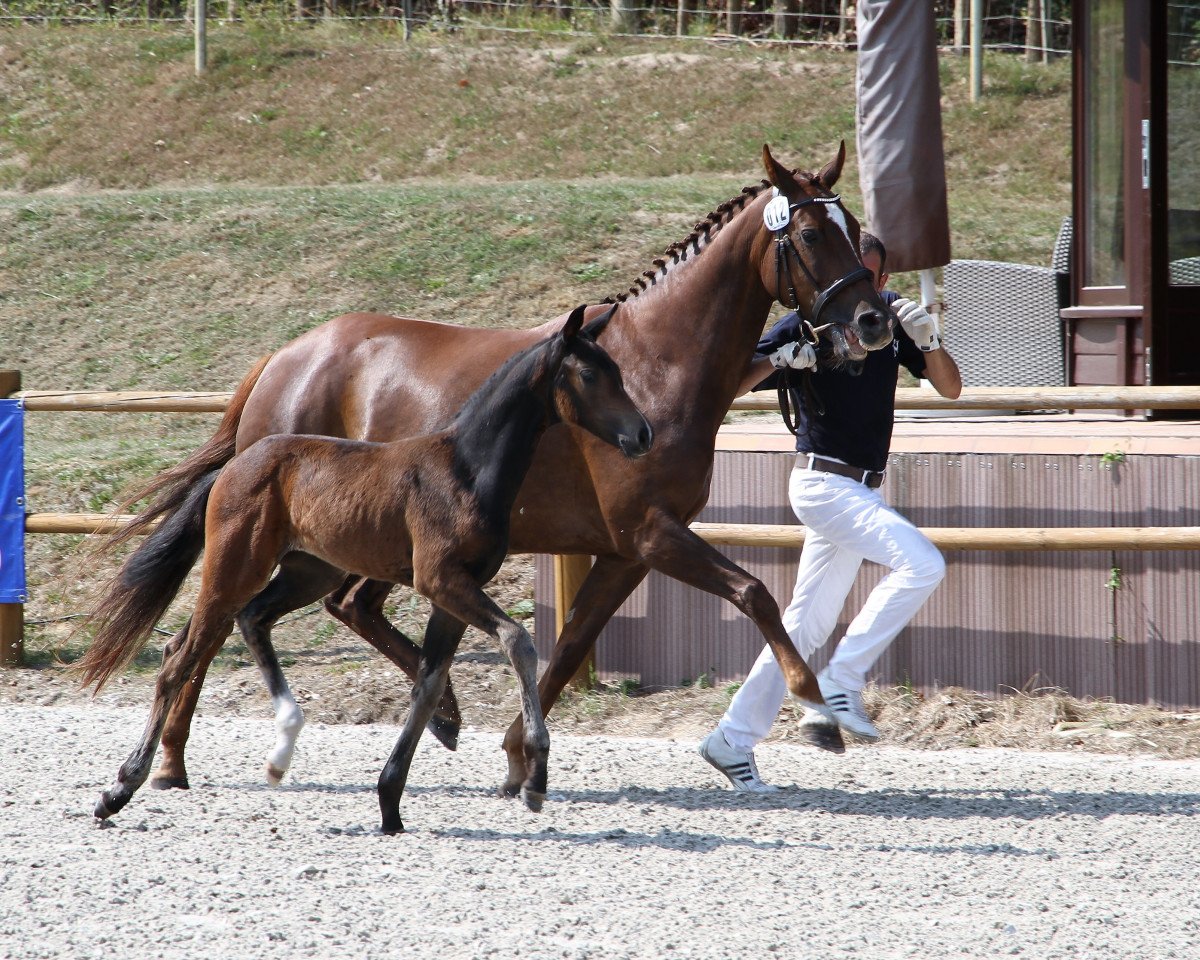 broodmare Fancy Face (Mecklenburg,  )