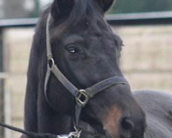 broodmare Desdination (Oldenburg, 2002, from Sandro Hit)