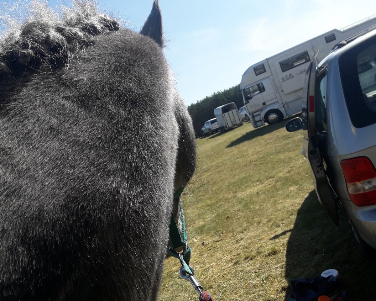 Springpferd Tubbervale Golden Nutmeg (Connemara-Pony, 2013, von Bert)
