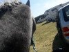 Springpferd Tubbervale Golden Nutmeg (Connemara-Pony, 2013, von Bert)