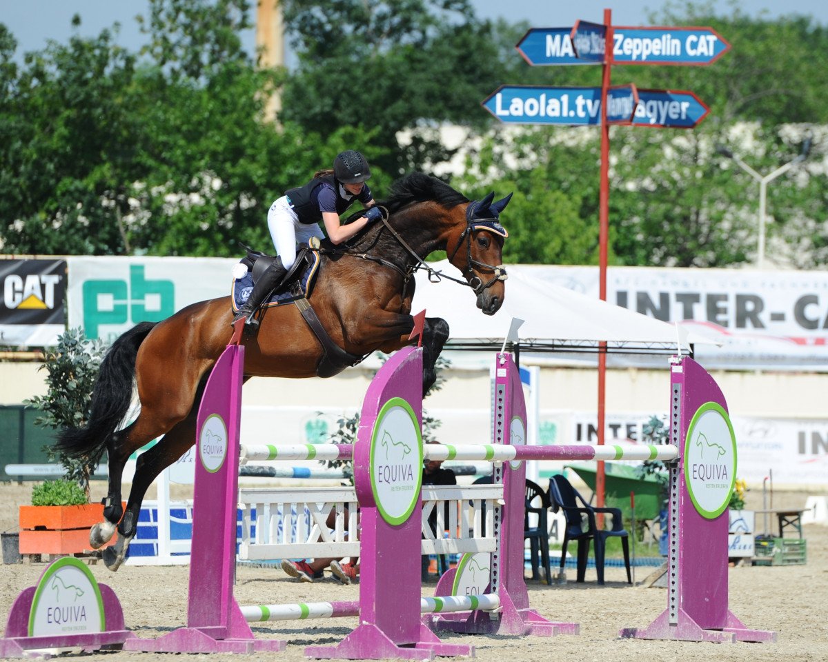 jumper Cantorino (Holsteiner, 2010, from Canto)