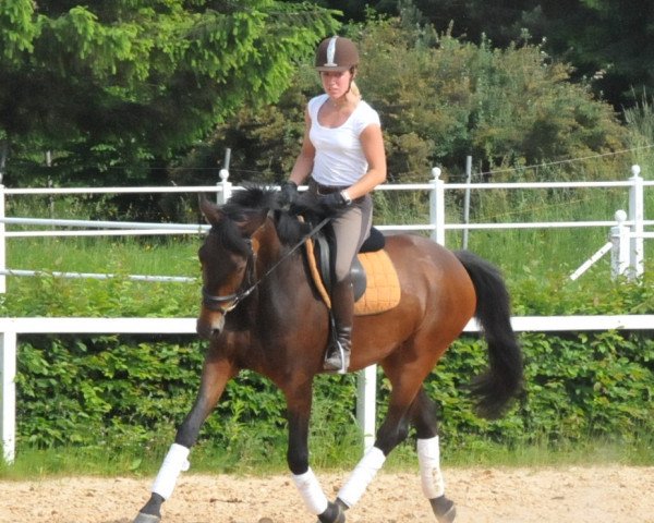 broodmare Inselfee (Trakehner, 2007, from Grafenstolz)