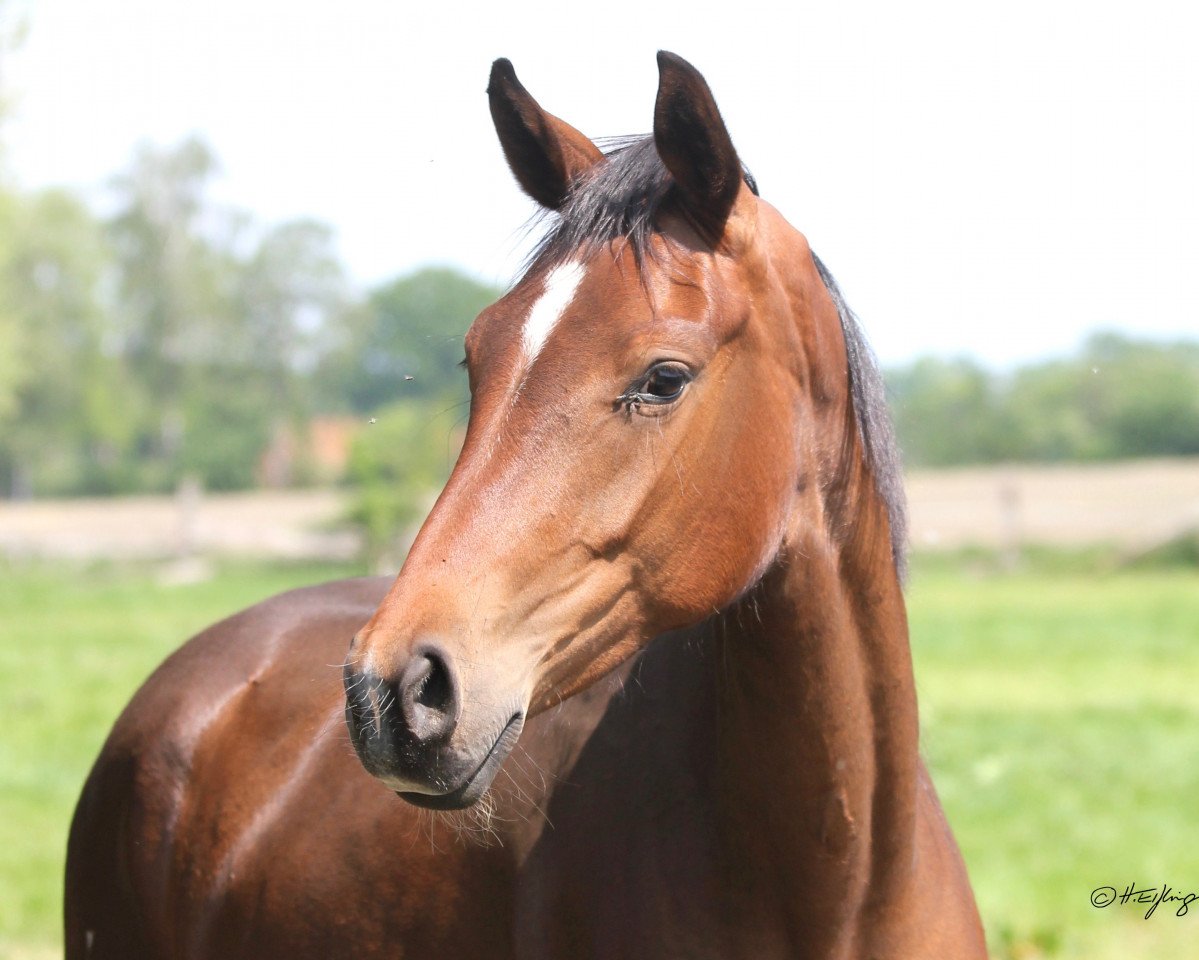 Zuchtstute Serenade 164 (Westfale, 2017, von Sir Heinrich OLD)