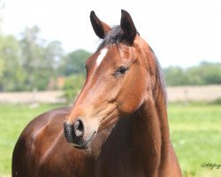 broodmare Serenade 164 (Westphalian, 2017, from Sir Heinrich OLD)