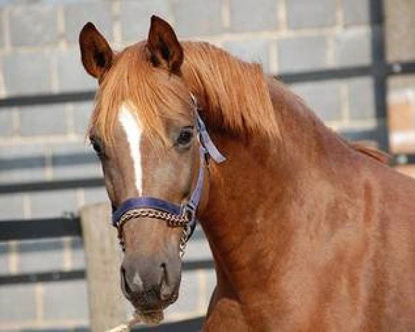 broodmare Summer Sun SN (Westphalian, 2012, from Stoiber SN)