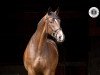 dressage horse Eastcoast (Trakehner, 2014, from Easton)