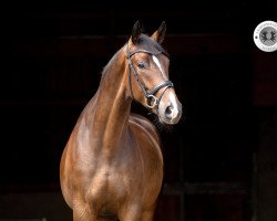 dressage horse Eastcoast (Trakehner, 2014, from Easton)