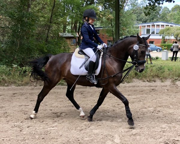 jumper Can Dance 10 (German Riding Pony, 2013, from Classic Dancer III)