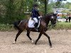 Springpferd Can Dance 10 (Deutsches Reitpony, 2013, von Classic Dancer III)