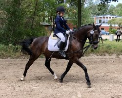 Springpferd Can Dance 10 (Deutsches Reitpony, 2013, von Classic Dancer III)