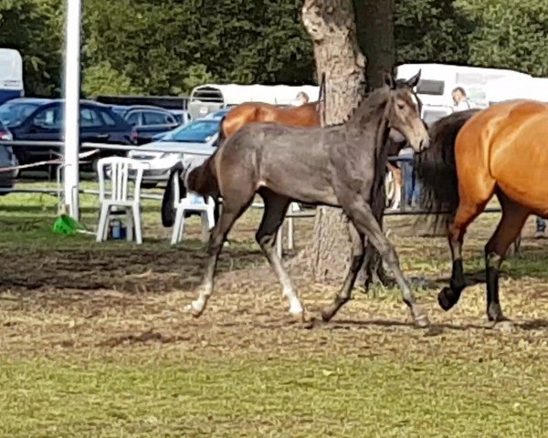 stallion Clavo 3 (Oldenburg show jumper, 2018, from Corrinaro)