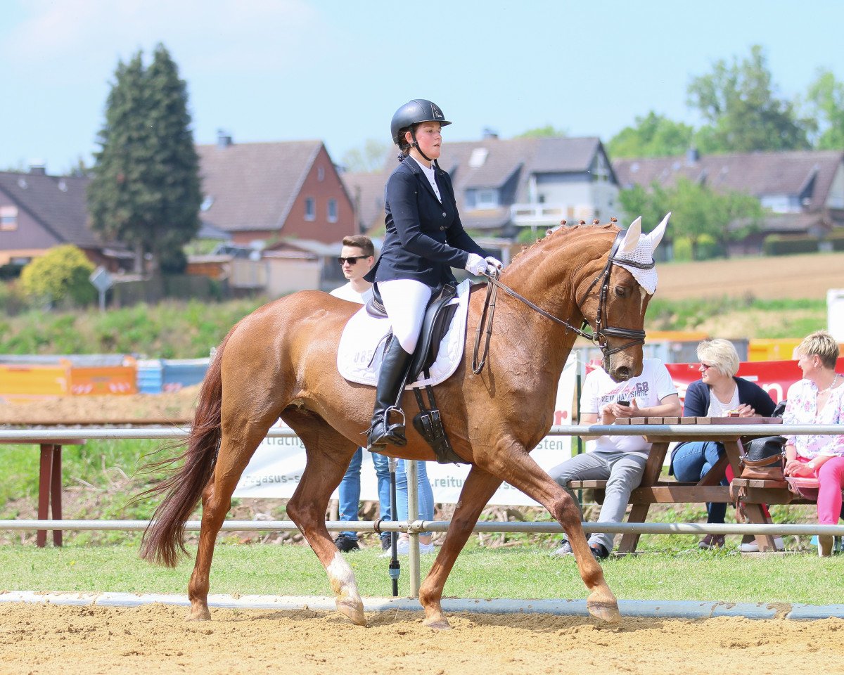 dressage horse Welfala (Hanoverian, 2004, from Welser)